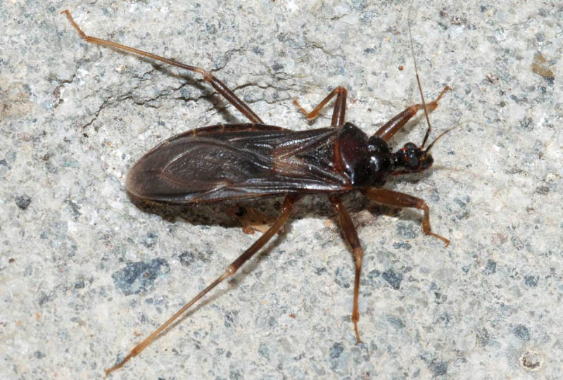 Reduviidae: Reduvius personatus, m.& f., dell''Emilia (RE)